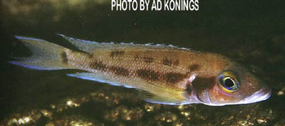 Neolamprologus furcifer